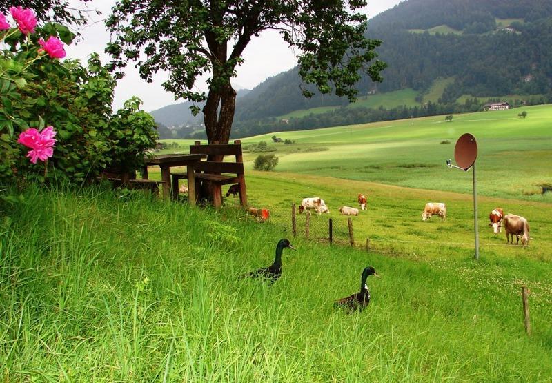 Hinterankerwald Daire Walchsee Dış mekan fotoğraf